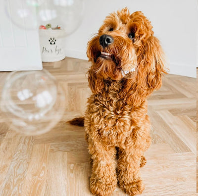 Puppachino Bubbles