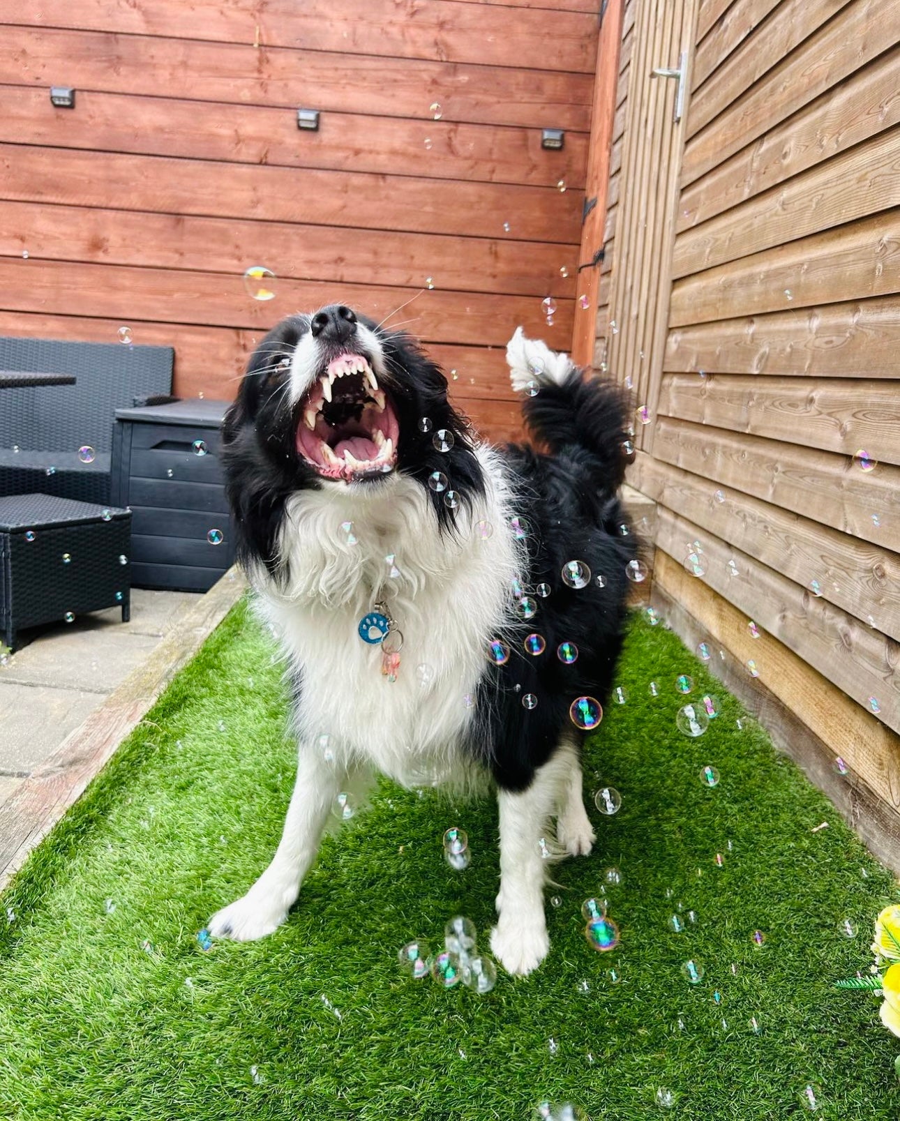 Puppachino Bubbles