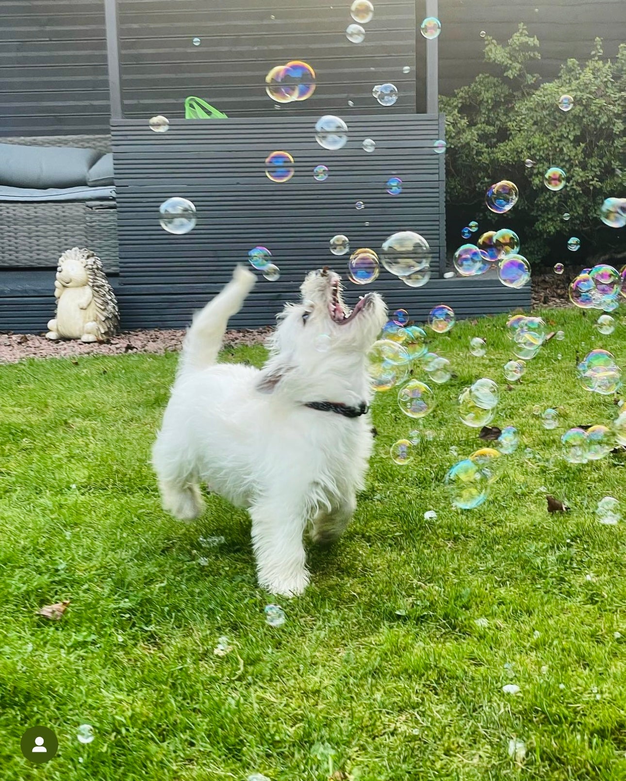 Puppachino Bubbles