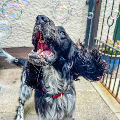 Puppachino Bubbles