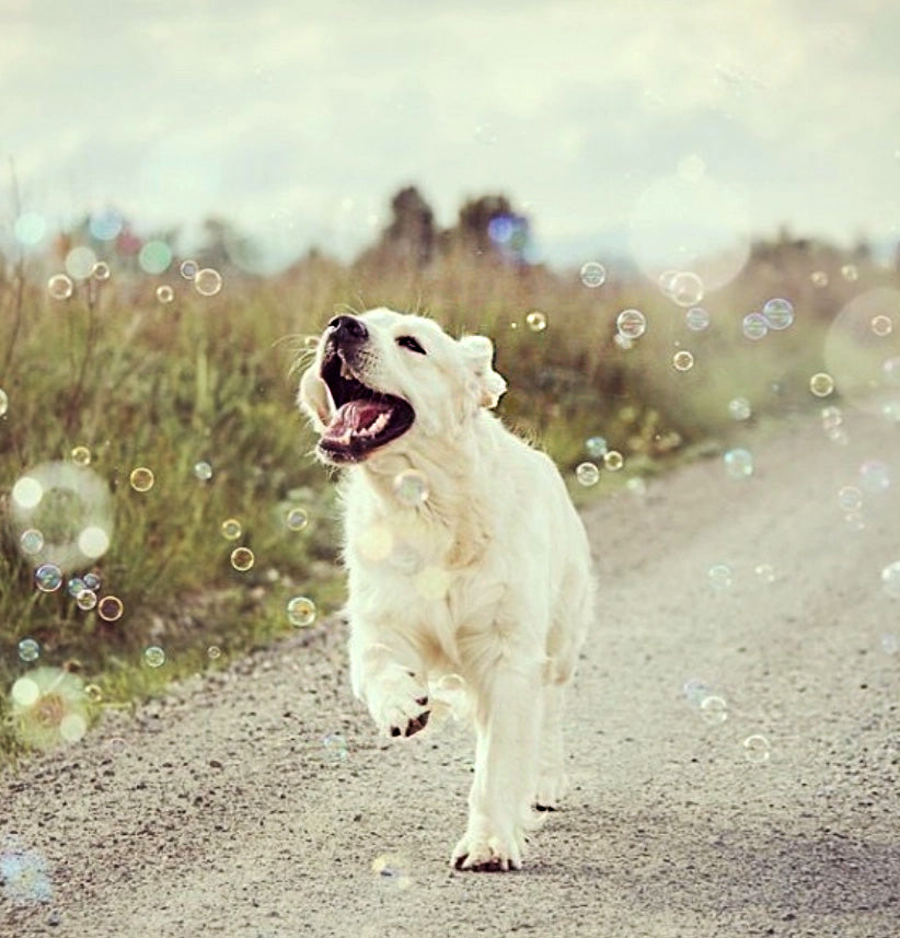 Puppachino Bubbles