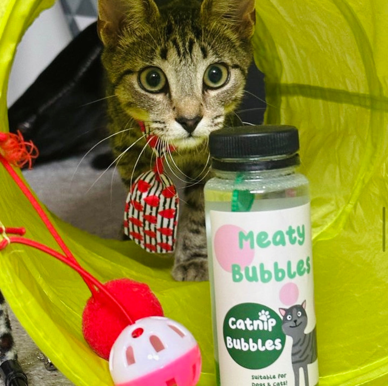 Catnip bubbles near me best sale