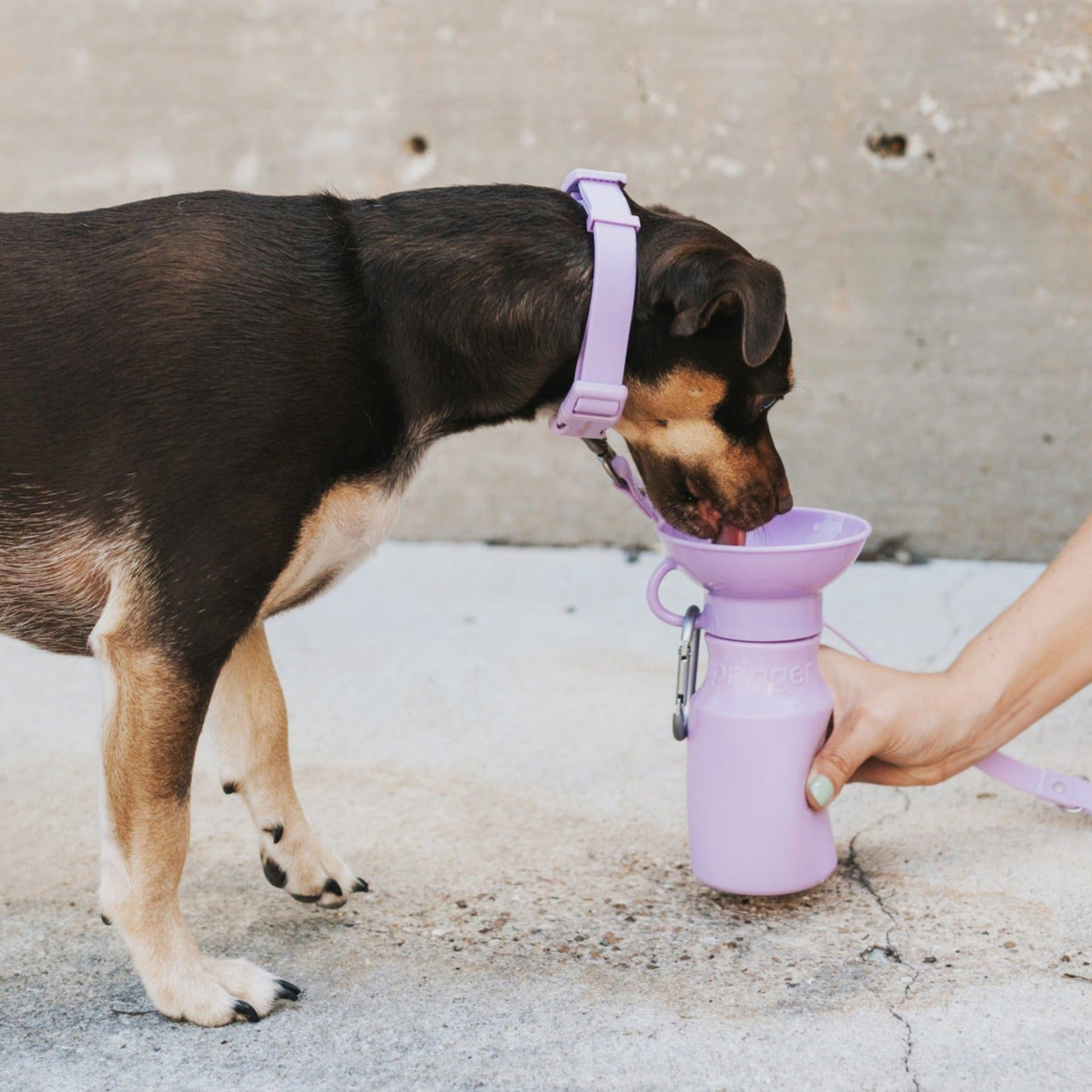 Travel Water Bottle 15oz - Lilac