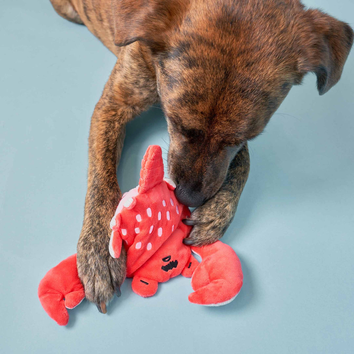 Crab Nosework Toy