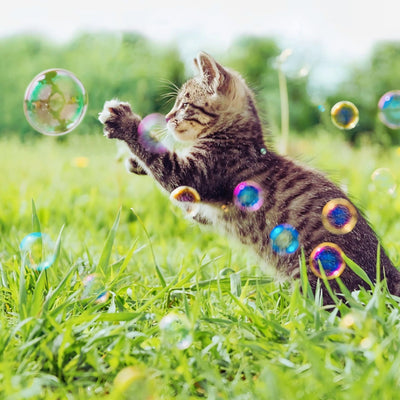 Catnip Bubbles